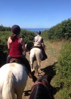 Les poneys du Belon